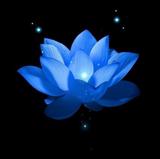 💙𝗻𝗮𝗶𝗮𝗱 | 𝗟𝗲𝘃𝗶𝗻🌺